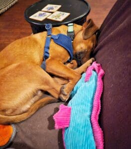 Foster dogs, Basil napping on couch