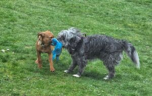 Foster dogs, Basil playing outside with Indiana