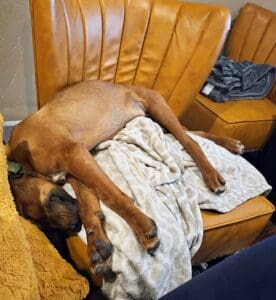 Foster dogs, Basil asleep with head hanging off of chair