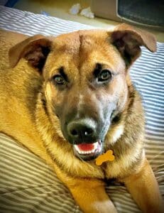 Foster dogs, other Comet portrait