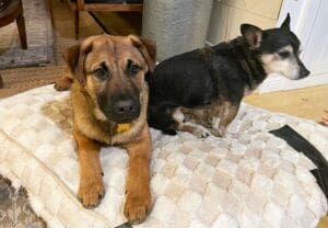 Foster dogs, Comet with Chihuahua housemate