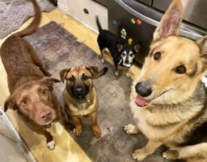 Foster dogs, Comet with foster family dogs