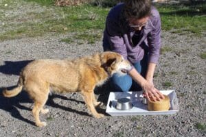 Dog enrichment, Memory Game: Herbie excited by activity but losing interest in the cup shuffle