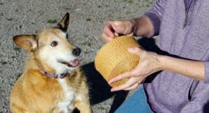 DDog enrichment, Memory Game: Herbie watching Ali place treat in cup