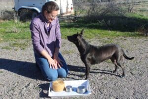 Dog enrichment, Memory Game: Lucy knows the cup after shuffle but looks to Ali for guidance