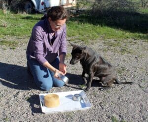 Dog enrichment, Memory Game: Ali shows empty cups to Lucy