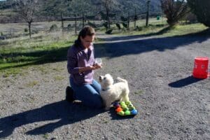 Dog enrichment, Muffin Tin Puzzle: Ali and Steve Muffin puzzle prep