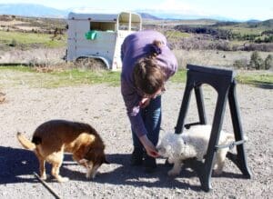 Dog enrichment, agility course: Ali helping Steve through obstacle with treat lure
