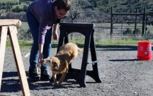 Dog enrichment, agility course: Herbie jumps through obstacle