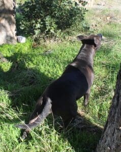 Dog enrichment,Treasure Hunt: Lucy catches scent of box 3