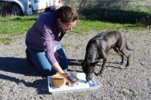 Dog enrichment, Memory Game: Ali lifts cup and Lucy eats treat