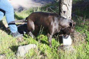Dog enrichment,Treasure Hunt: Lucy finds box 3