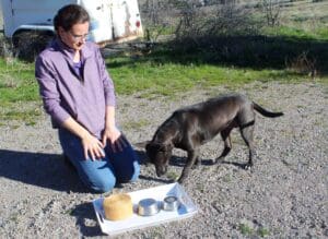 Dog enrichment, Memory Game: Lucy figuring out which cup the treat is under
