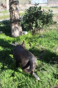 Dog enrichment,Treasure Hunt: Lucy moves in on box 3