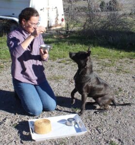 Dog enrichment, Memory Game: Lucy watching Ali put treat into cup