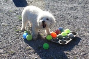 Dog enrichment, Muffin Tin Puzzle: Steve chewing treat from muffin tin puzzle