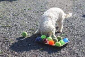 Dog enrichment, Muffin Tin Puzzle: Steve goes for treat below ball 1 in muffin tin puzzle