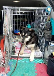Foster dog, Guppy in car crate