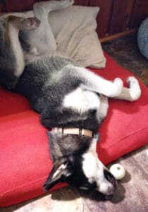 Foster dog, Guppy asleep on doggie bed with head hanging off