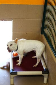 Reactive dog_reactive little Chihuahua mix barking from bed in kennel
