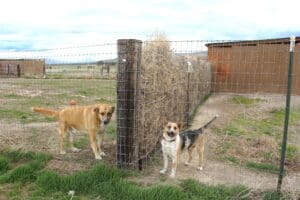 Dogs in yards with tumbleweed barriers at Rescue Ranch Sanctuary in Big Springs