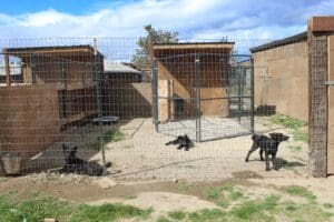 Rescue Ranch Sanctuary in Big Springs Puppy Town enclosures