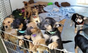 Unwanted puppies, young shep mix puppies in whelping shed