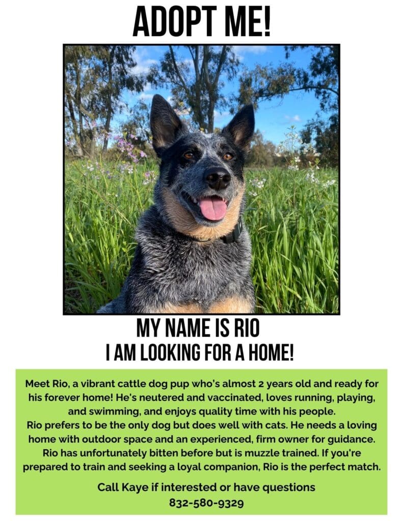 Adopt me! - 1
