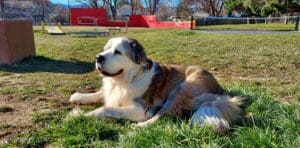Special Needs St Bernard_Molly lying in the grass