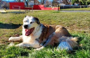 Special Needs St Bernard_Molly yawning