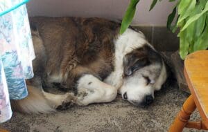 St Bernard_Molly sleeping