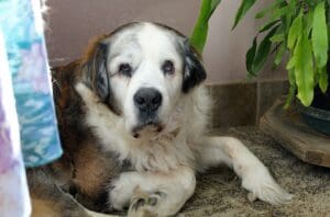 St Bernard_Molly waking up