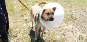 Dog shot, Red Red front shot with cone outside