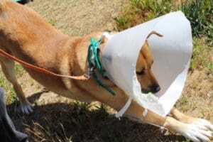 Dog shot, Red Red puppy bow