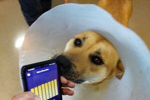 Dog shot_Red Red curious about phone