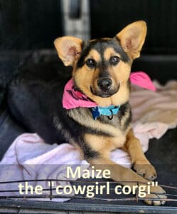 Find dogs homes_ Maize the cowgirl corgi