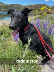 Find dogs homes_ Paddington