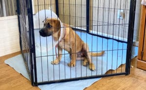 injured puppy_Cone head Olivia sitting in ex-pen