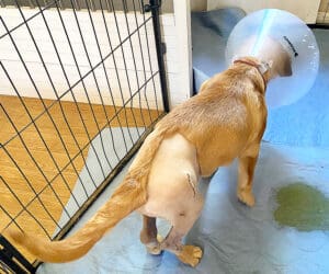 injured puppy_ Olivia's stiched right hip