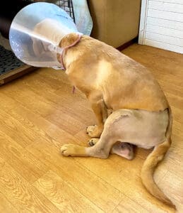 injured puppy_Olivia's stiched left knee