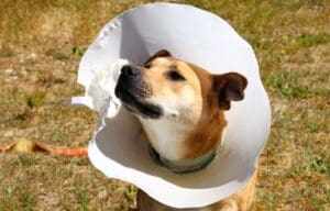 Close up of Red Red in his chewed up cone