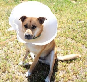 Cone head Red Red sitting in grass