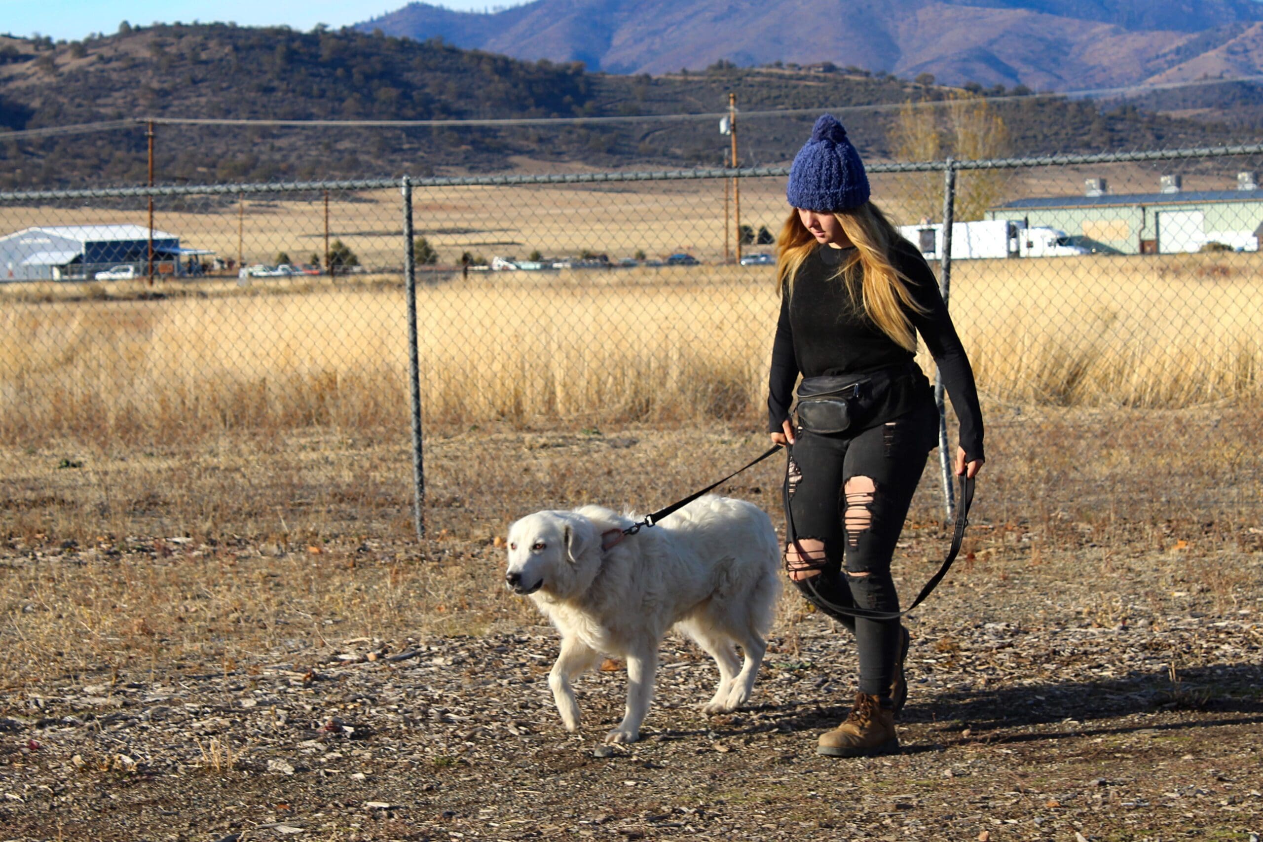 Staff member walking Pyrenees mix at Rescue Ranch Adoption Center