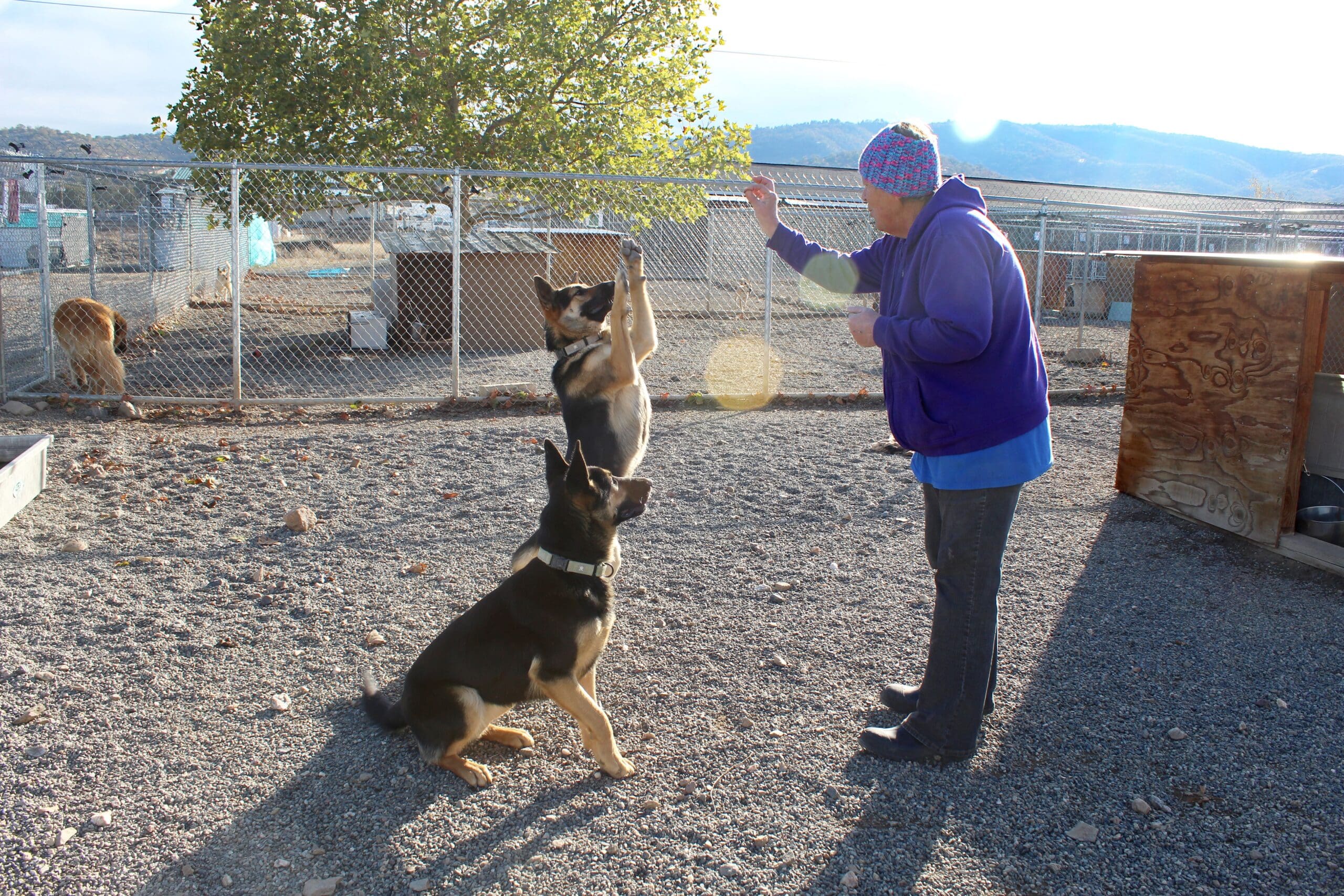 Adoption Center_Staff with dogs in yard
