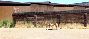 Veterinary care_Kiwi in play yard WS