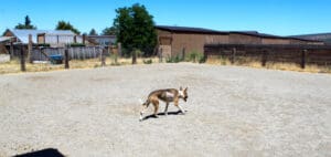 Veterinary care_Kiwi in play yard WS