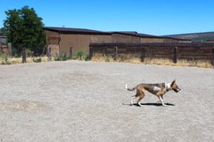 Veterinary care_Kiwi in play yard WS