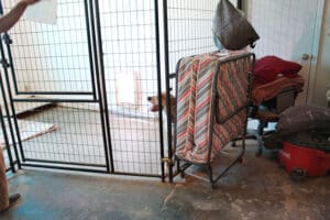 eterinary care_KKiwi's recovery "suite"kennel and Laura's folded cot