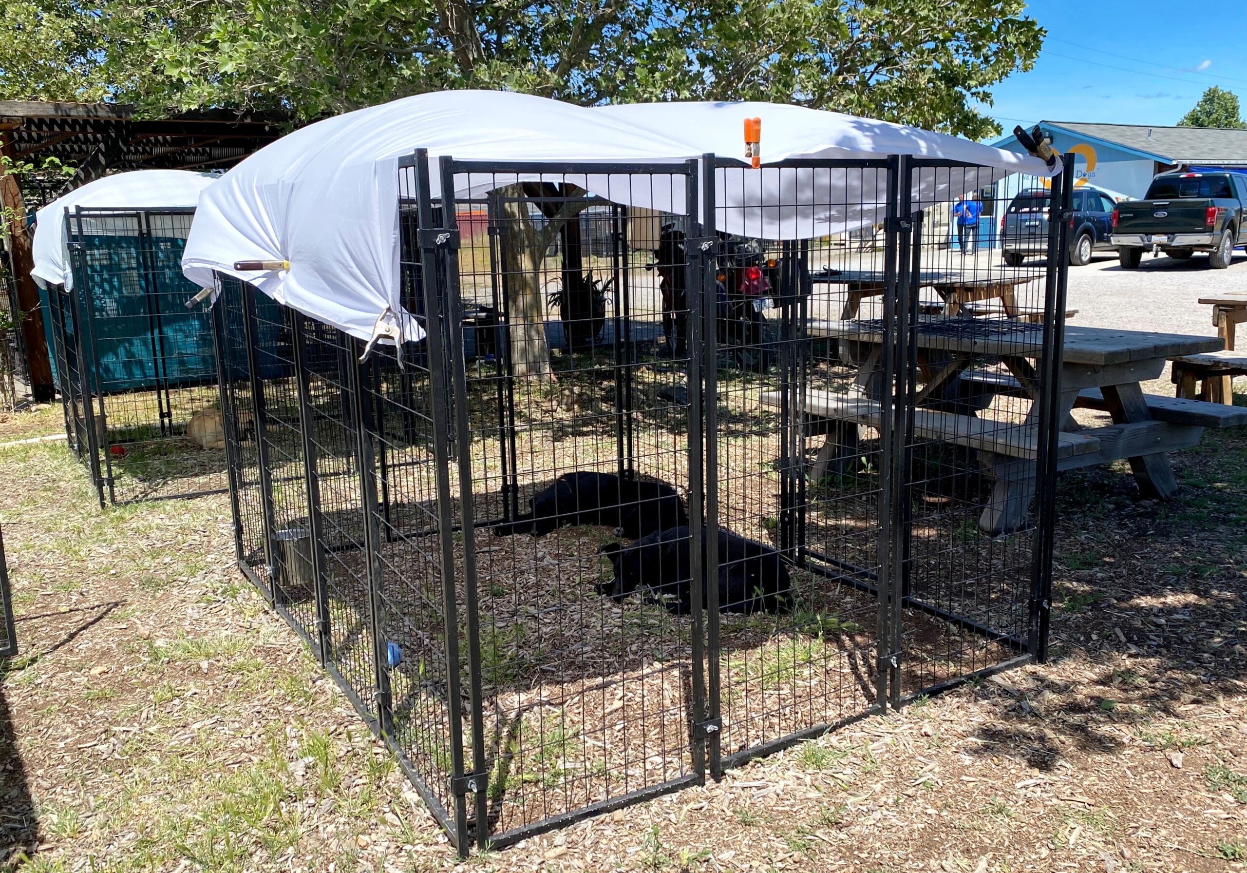 Temporary outdoor puppy kennels at Ranch Adoption Center