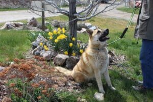 Robbie the fawn shepherd mix with a black nose sitting next to daffodils in bloom